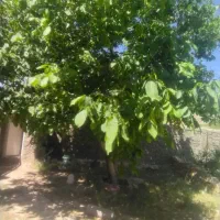 اجاره خانه حیاط دار|اجارهٔ خانه و ویلا|گندمان, |دیوار