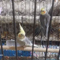 عروس هلندی جفت