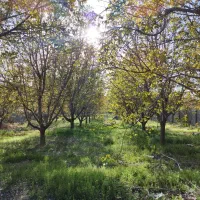فروش-باغ-خان-زنیان-زاخرد-حسین-آباد