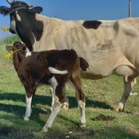 گاو گوساله دار شیری نر