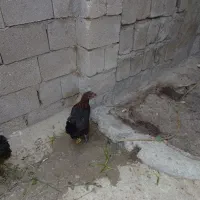 مرغ شهری  تخمی