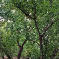 چهاردیواری700متری سندار شهریار/دهشاد/میدان نماز