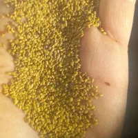 فروش بذریونجه اصل همدان|عمدهفروشی|قشلاق دشت, |دیوار