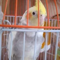 عروس هلندی نر