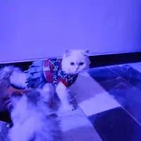 گربه پرشین نزدیک به چهارسال