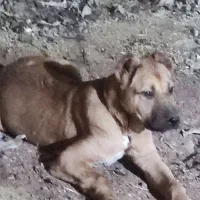 توله سگ افغان