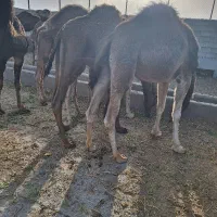 شتر