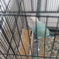 جفت کوتوله با تخم