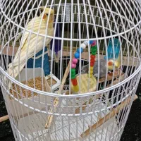 عروس هلندی|پرنده|شیروان (خراسان), |دیوار