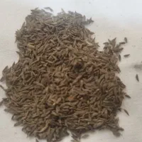 بذر کاهو پیچ گرمسیری و سردسیری باضمانت
