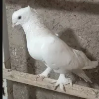 مر سفید درشت کاکل میخ  پاپر بلژیکی