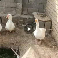 قوغاز|حیوانات مزرعه|مشهد, شهرک صنعتی توس|دیوار