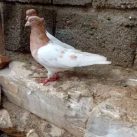 کبوتر کله زرد