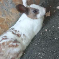 خرگوش نر|موش و خرگوش|رودان, |دیوار