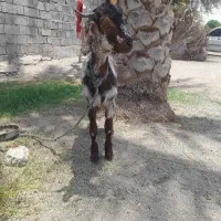 بز چپشت|حیوانات مزرعه|منوجان, |دیوار