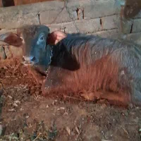 گاومیش نژاد اهوازی