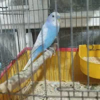 مرغ عشق