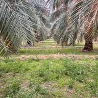 53هکتار زمین و نخل
