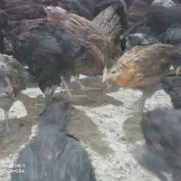 جوجه مرغو خروس محلی اصل و گلپایگانی بوقلمون اردک