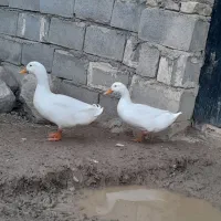 اردک|حیوانات مزرعه|مانه, |دیوار