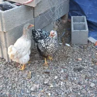 فریح ویاندوت|حیوانات مزرعه|مرند, |دیوار