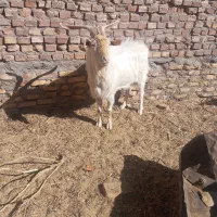 یک عدد نری سانن بفروش می‌رسد