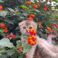 گربه|گربه|لاهیجان, شیشه گران|دیوار