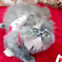 گربه بلو|گربه|تهران, دانشگاه شریف|دیوار