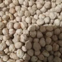 ۷۰۰کیلو نخود بذر درجه یک فروش فور فور