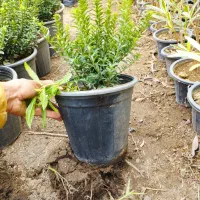 شمشاد نعنایی|گل و گیاه طبیعی|کلاچای, |دیوار