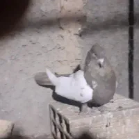 کبوترهمه چی تمام سرکله دار|پرنده|بسطام, |دیوار