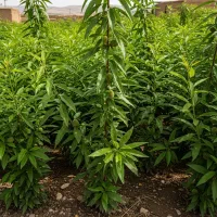 تخفیف ویژه نهال بادام ،فقط برای مدت کوتاه|گل و گیاه طبیعی|پارس‌آباد, |دیوار