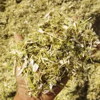 کاه وکاه لوبیا|لوازم جانبی حیوانات|کبودرآهنگ, |دیوار