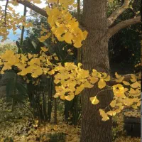 بذر درخت ژینکو|خدمات باغبانی و درختکاری|نوشهر, |دیوار