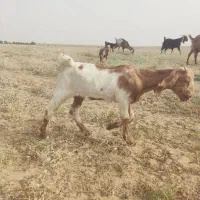 دو عددکعر بفروش میرسد