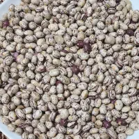 لوبیا چیتی برداشت امسال|خوردنی و آشامیدنی|اهواز, بهارستان|دیوار