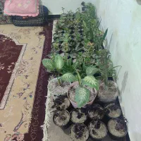 81 عدد گل از انواع مختلف