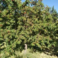 باغ در آستانه