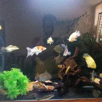 فروش تعدادی ماهی