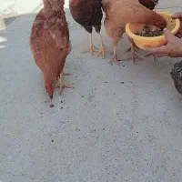 چهار عدد خروس