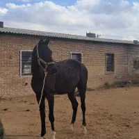 نریان ومادیان ترکمن با برگه کشش