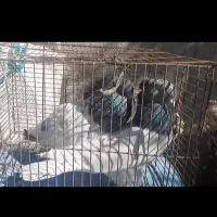 کفترکله ای درجه یک|پرنده|آذرشهر, |دیوار