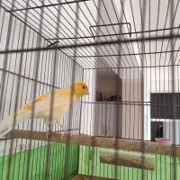 قناری|پرنده|مرودشت, کناره|دیوار