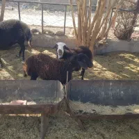 حیوانات مزرعه|حیوانات مزرعه|اصفهان, هفتون|دیوار