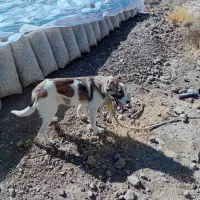 توله۵ماهه نر