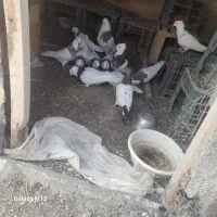 فروش کبوتر