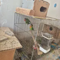 جفت طوطی کوتوله بریزلی|پرنده|اطاقور, |دیوار