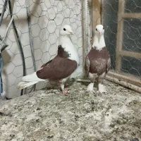 چند جفت رنگی