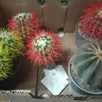 گل آپارتمانی و زیبا با قیمت مناسب