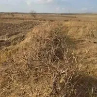 فروش باغ|فروش زمین و ملک کلنگی|صالح آباد, |دیوار